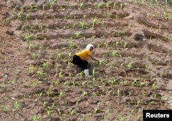 지난해 6월 북한 평안북도 삭주군의 한 농장에서 일하는 여성. 북한 당국은 지난해 황해도와 평안도 등 곡창지대를 비롯한 전국 농지에서 가뭄을 겪고 있다고 밝혔다.