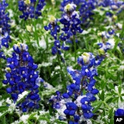 The lovely bluebonnet is the Texas state flower.