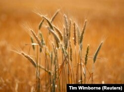 Biji-bijian yang matang, siap untuk dipanen, di ladang petani dekat Goulburn, sekitar 80 km timur laut Canberra,15 Desember 2009. (Foto: REUTERS/Tim Wimborne)