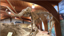 The skeleton of a mammoth, one of the large mammals that roamed North America during the last Ice Age, is displayed at the Mammoth Site where numerous mammoth fossils have been excavated in Hot Springs, South Dakota, U.S. August 31, 2018. . (REUTERS/Will