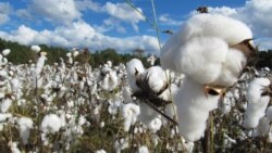 O'zbekiston paxtasi va muammolar - dehqon va faol bilan suhbat 