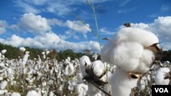 美国的棉田（资料照）