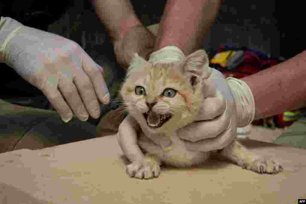 ពេទ្យសត្វ​ម្នាក់ចាប់​កូន​ឆ្មារ​មួយ​ក្បាល​ក្នុង​សួន​សត្វ​&laquo;Parc des Felins&raquo; នៅ​ទីក្រុង​ Lumigny-Nesle-Ormeaux ភាគ​ខាងកើត​ទីក្រុង​ប៉ារីស​ដើម្បី​ត្រួត​ពិនិត្យ​សុខភាព​។