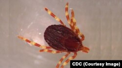 کنۀ ناقل ویروس عامل تب خون دهندۀ کریما کانگو