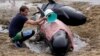 Last of Stranded Whales Swim Away in New Zealand