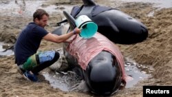 A volunteer looks after one of a pod of stranded pilot whales as they prepare to refloat them after one of the country's largest recorded mass whale strandings, in Golden Bay, at the top of New Zealand's South Island, Feb. 12, 2017.