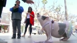 พบกับน้องหมู “พอร์คชอป” ขวัญใจตัวอ้วนกลมของชาวนครลอสแองเจลีส