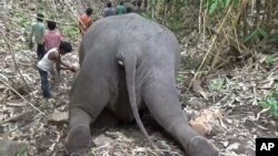 An Indian village boy paying respect to one among 18 wild Asiatic elephants found dead in the protected Kondali forest reserve in north eastern Assam state, India, May 13, 2021
