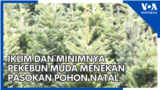 Iklim dan Minimnya Pekebun Muda Menekan Pasokan Pohon Natal
