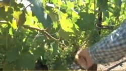 Kaliforniya uzumzorlari va vinolari - California wine country