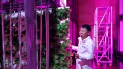 Quiz - South Korean ‘Smart Farm’ Built Inside Former Road Tunnel