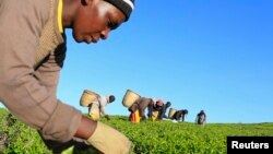 FILE - A woman picks tea leaves at a plantation in Nandi Hills, in Kenya's highlands region west of capital Nairobi, Nov. 5, 2014. Emerald-colored tea bushes blanketing the rolling hills of Nandi County have long provided a livelihood for smallscale farmers, helping make Kenya one of the world's biggest tea exporters. 