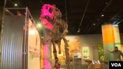 "The Last American Dinosaurs: Discovering a Lost World" di Ruang Fosil Nasional baru, Museum Sejarah Alam Smithsonian.