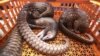 Cameroon arrested six traffickers last week to smuggle pangolins and their scales through the Douala International Airport.