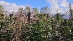  نابودی بیش ۵۰ هزار جریب کشتزار کوکنار در بدخشان