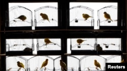 Canaries perch in their cages in a bird shed in Randalstown, Northern Ireland. (REUTERS/Cathal McNaughton)