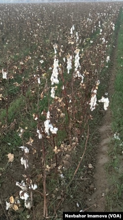 Noyabr oyida ham terilmay yotgan paxta, Toshkent viloyati, 11-noyabr, 2024