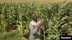 Un travailleur de race noire dans une ferme en Afrique du Sud, 29 février 2012.