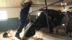 美国奶农倾倒牛奶背后的辛酸