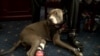 US Group Calls for Greater Care of Military Dogs