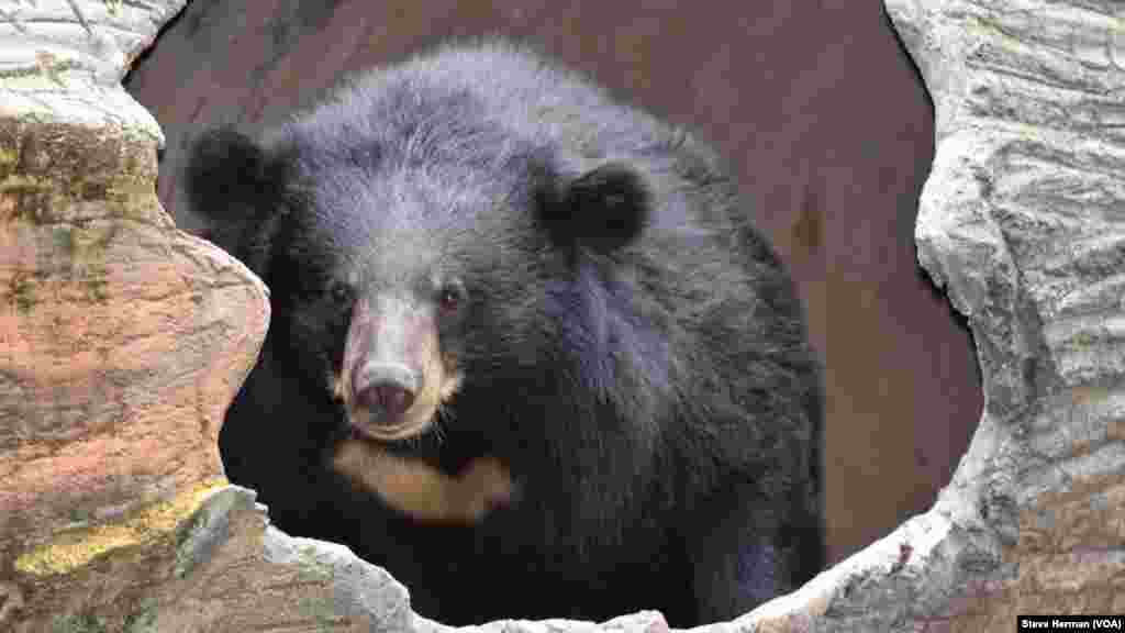 Cookie, a female moon bear, at the Phnom Tamao Wildlife Rescue Center in Cambodia.