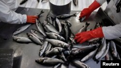 Workers collect sea bass inside a packing station of Selonda fish farming company near Sofiko village, about 100 km (62 miles) southwest of Athens November 12, 2013. The future of Greece's aquaculture industry is important for the country as a whole, as i