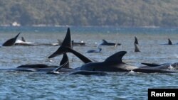 ត្រី​បាឡែន​ប្រភេទ pilot whale ​យ៉ាង​ហោច​ណាស់​២៥​ក្បាល​ ក្នុង​ចំណោម​ ​២៧០ ​ក្បាល​ ដែល​​បាន​ជាប់​​គាំង​​​នៅ​​ទឹក​រាក់​ក្បែរ​ឆ្នេរ​​ក្នុង​​តំបន់​ដាច់​ស្រយាល​មួយ​ ត្រូវ​បាន​ជួយ​សង្គ្រោះ ក្នុង​តំបន់​​​​ឆ្នេរ​ខាង​លិច​នៃ​កោះ Tasmania ​​អូស្រ្តាលី ថ្ងៃ​ទី ២១ ខែកញ្ញា ឆ្នាំ២០២០។ 