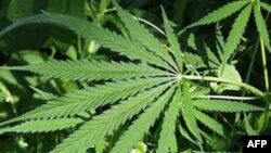 A woman walks along a street during a smoggy day in Changchun, Jilin province. The severe smog continued to shroud major cities in north-east China including Changchun.