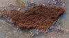 Australian Lawmakers Probe Impact of Fire Ants
