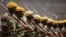 FILE: Members of the Zimbabwean military parade during a dress rehearsal for Friday's presidential inauguration of Emmerson Mnangagwa, at the National Sports Stadium in Harare, Zimbabwe, Nov. 23, 2017.