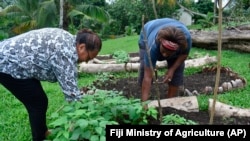 Islands in the Pacific ocean have few Coronavirus infections. But some people started gardens to have more food for their families (Fiji Ministry of Agriculture via AP)