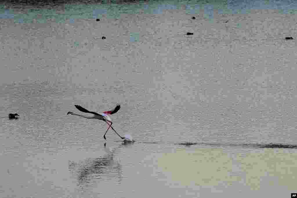 جهیل اورکلینی در شهر ساحلی لارناکا در قبرس