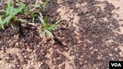Dead locusts cover the ground after aerial spraying in Ethiopia, May 5, 2020.