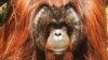 Freet, Orangutan Kalimantan berusia 27 tahun, dilepasliarkan ke hutan Kehjen Sewen di Kabupaten Kutai Timur, Kalimantan Timur, Rabu 17 Februari 2021. (Courtesy: KLHK)