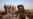 Iraq Hangs 42 Sunni Militants Convicted of Terrorism
