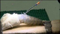 Transformed Male Prawns Could Increase World Food Supply