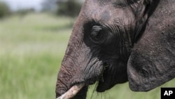 FILE - Among elephant herds, the matriarchs – older and experienced – provide leadership.