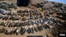 Millions of migrating birds die each year in North America when they become confused by artificial lights at night and collide with glass buildings. (VOA TV)