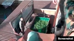 კანაფის მინი პლანტაცია "დრანდის ციხის" სახურავზე