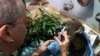 Australia Injured Koala Fundraising Sets Charity Record 