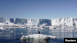 File - An Adelie penguin stands atop a block of melting ice near the French station at Dumont d’Urville in East Antarctica Jan. 23, 2010.