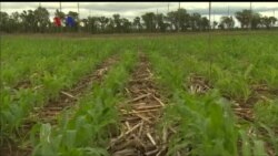 Pengembangan Varietas Jagung Tahan Cuaca Kering