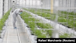 A worker checks cannabis plants inside the Tilray factory hothouse in Cantanhede, Portugal April 24, 2019. 