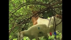 山羊清理杂乱的藤蔓野草