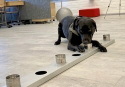 FILE - Sniffer dog Miina, being trained to detect the coronavirus from the arriving passengers' samples, works in Helsinki Airport in Vantaa, Finland, Sept. 15, 2020.