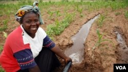 Rainwater harvesting is a small-scale irrigation technique. (SIWI)