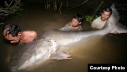 រូបឯកសារ៖ ត្រីគល់រាំងត្រូវបានចាប់បាននៅទន្លេមេគង្គក្នុងប្រទេសកម្ពុជា កាលពីថ្ងៃទី១៣ ខែវិច្ឆិកា ឆ្នាំ២០០៧។ (រូបថតដោយ Zeb Hogan, Wonders of the Mekong)