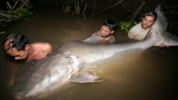 បទសម្ភាសន៍VOA៖ ពូជ​ត្រី​យក្ស​ក្នុង​ទន្លេ​មេគង្គ​នៅ​កម្ពុជា​កំពុង​ធ្លាក់​ចុះ​ដោយ​សារ​ទំនប់​វារី​អគ្គិសនី​និង​ការ​នេសាទ​ហួស​ប្រមាណ