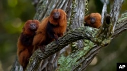 FILE - A group of golden lion tamarins is seen in a tree during an observation tour in the Atlantic Forest region of Silva Jardim, Rio de Janeiro state, Brazil, Thursday, June 16, 2022. (AP Photo/Bruna Prado)