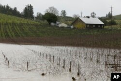 FILE - A vineyard is flooded along River Road near Forestville, Calif., Feb. 27, 2019.